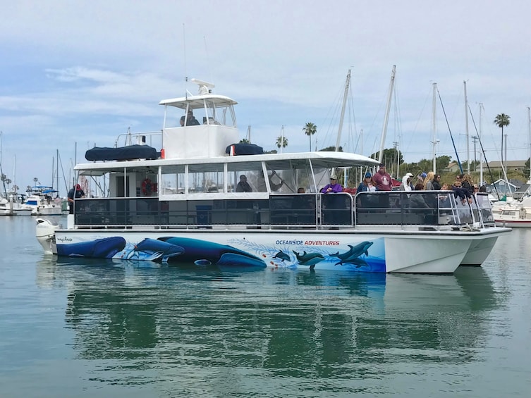 Oceanside Whale and Dolphin Watching Adventures