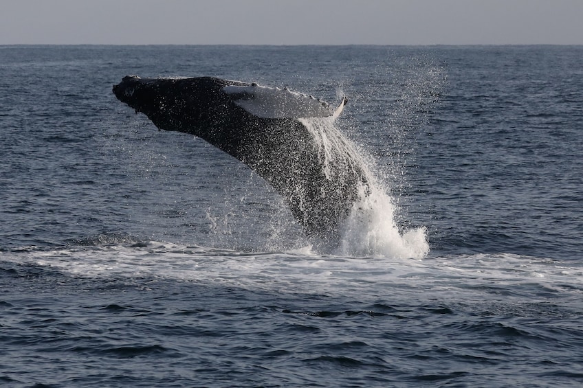 A Humpback whale jumping out of the water