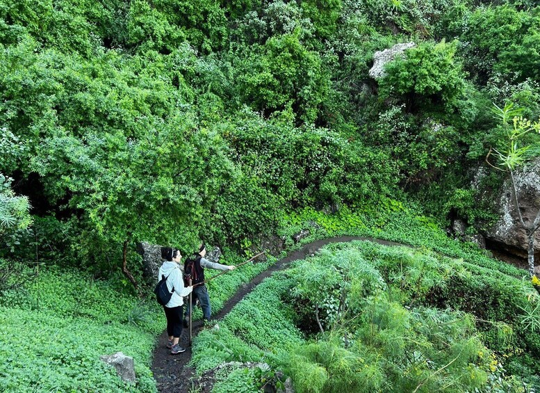 Picture 8 for Activity Gran Canaria: Green Witchcraft in the Magic Island