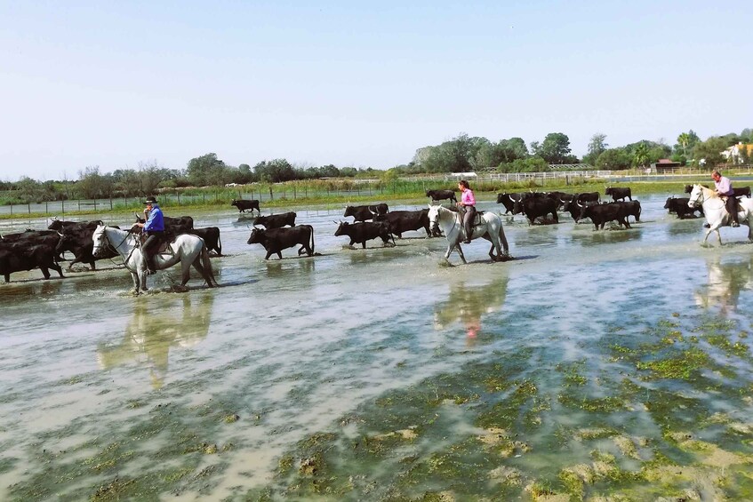 Picture 2 for Activity Montpellier : A full day to discover the Camargue