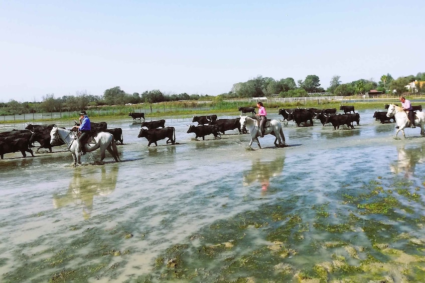 Picture 2 for Activity Montpellier : A full day to discover the Camargue