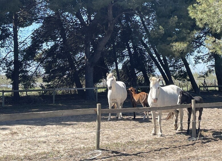 Picture 3 for Activity Montpellier : A full day to discover the Camargue