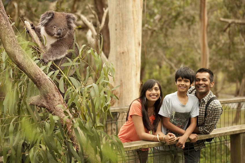 Picture 6 for Activity Full-Day Private Australian Wildlife Tour of Phillip Island