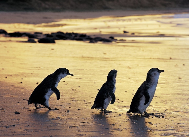 Picture 1 for Activity Full-Day Private Australian Wildlife Tour of Phillip Island