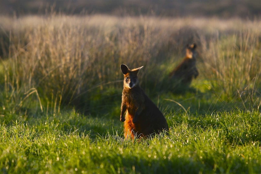 Picture 7 for Activity Full-Day Private Australian Wildlife Tour of Phillip Island