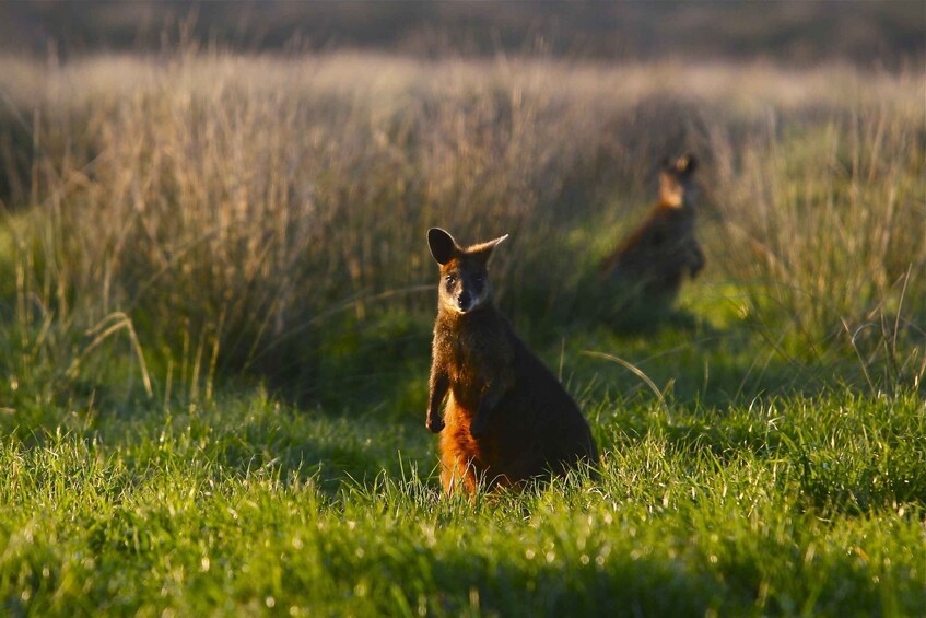 Picture 7 for Activity Full-Day Private Australian Wildlife Tour of Phillip Island