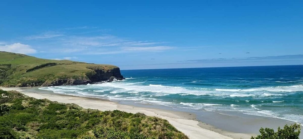 Picture 4 for Activity Dunedin City & Coast Views 3-Hour Small-Group Tour