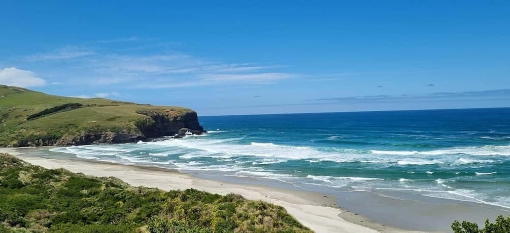 Picture 4 for Activity Dunedin City & Coast Views 3-Hour Small-Group Tour