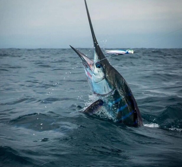 Picture 2 for Activity Puerto Escondido: Fishing Charter