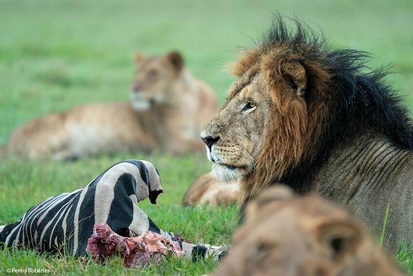 Picture 4 for Activity Masai mara: 3 days group joining safari at Jambo mara lodge