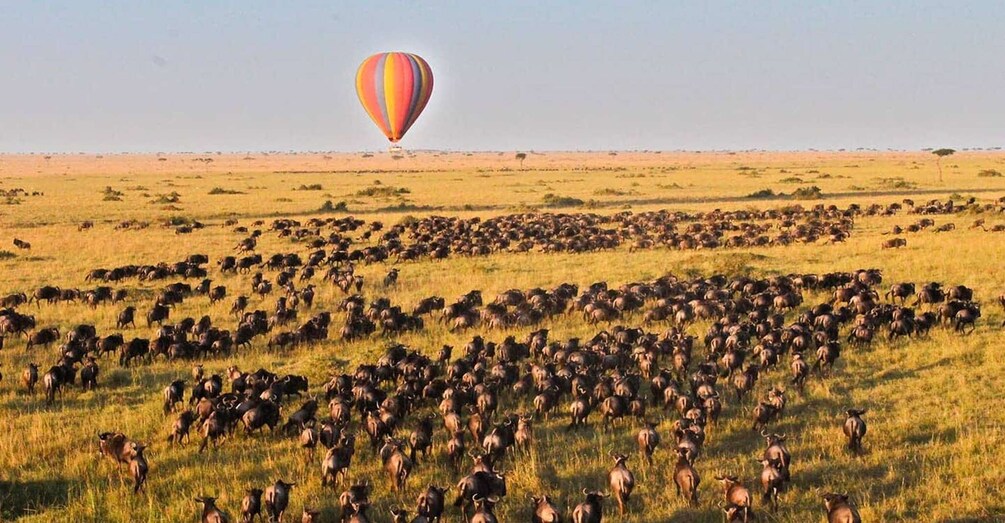 Masai mara: 3 days group joining safari at Jambo mara lodge