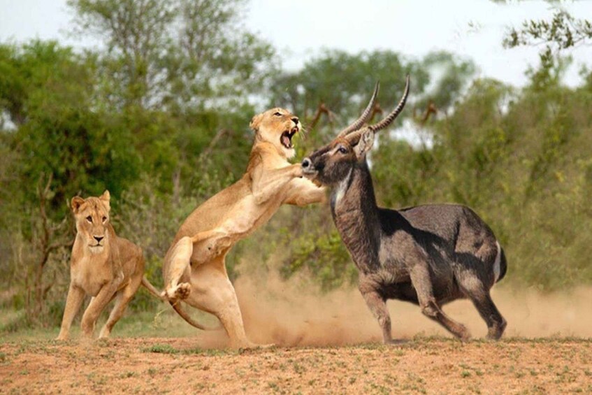 Picture 5 for Activity Masai mara: 3 days group joining safari at Jambo mara lodge