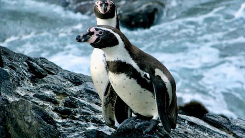 Penguins, Sea Lions, Sandboard, Chilean food & Drinks