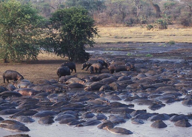 Picture 2 for Activity 4-Day Gombe Chimpanzee Trekking tour.