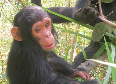 4-Day Gombe Chimpanzee Trekking tour.