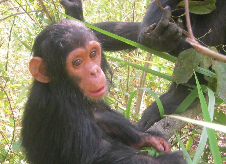 4-Day Gombe Chimpanzee Trekking tour.