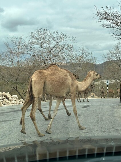 Picture 23 for Activity Salalah: Wadi Derbat, Jabal Samhan, & Sink Hole Private Tour