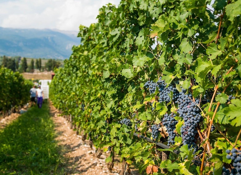 Picture 2 for Activity Lake Garda: Garda Hills Wine Tour and Tasting