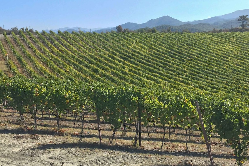 Gavi: Vineyard Tour with Truffle and Wine Tasting