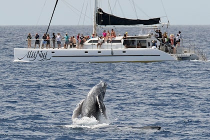 Navega de lujo para avistar ballenas de Alii Nui con entremeses y barra lib...