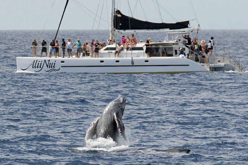 Whale Watch Luxury Sail Tour with Food and Open Bar