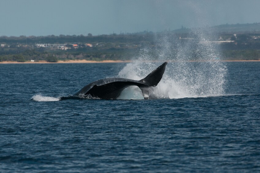 Alii Nui Luxury Whale Watch Sail with Hors d'ouevres and Premium Open Bar