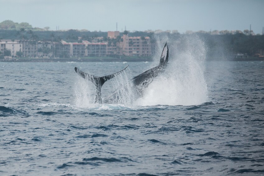 Alii Nui Luxury Whale Watch Sail with Hors d'ouevres and Premium Open Bar