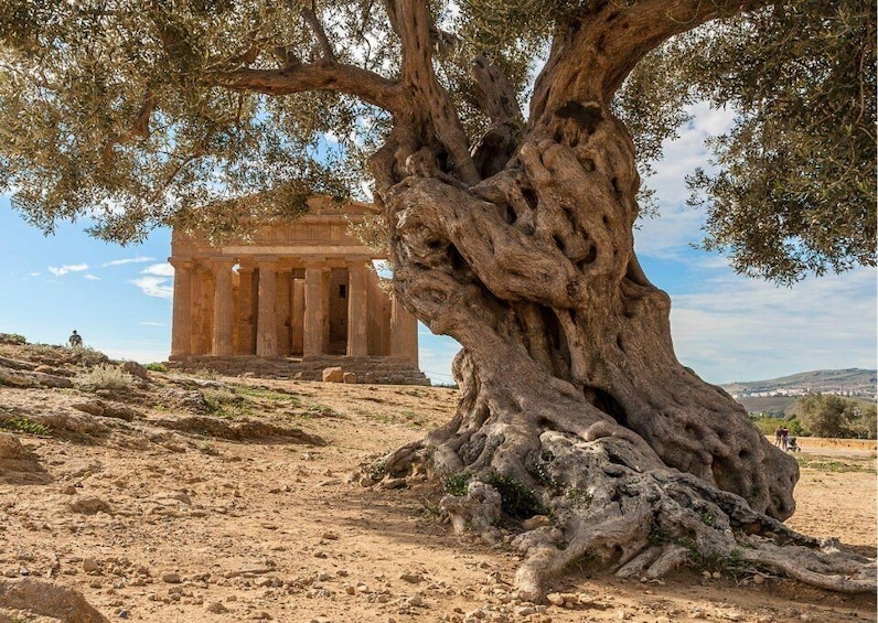 Picture 6 for Activity From Agrigento to Siracusa: Valley of Temples & Roman Villa
