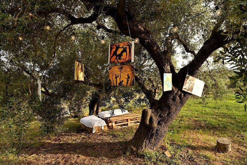 Picture 7 for Activity Sardegna: tour nel mondo dell' olio ExtraVergine, in tedesco