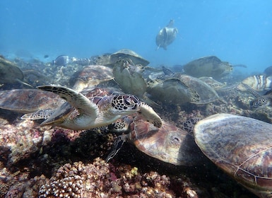 Dimaniyat Islands Scuba Diving Trip