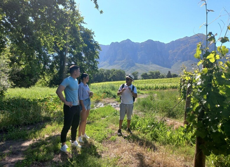 Picture 6 for Activity Stellenbosch: Half-Day Guided Nature Hike and Wine Tasting