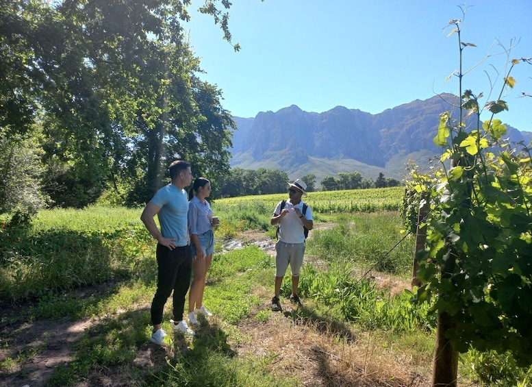 Picture 6 for Activity Stellenbosch: Half-Day Guided Nature Hike and Wine Tasting