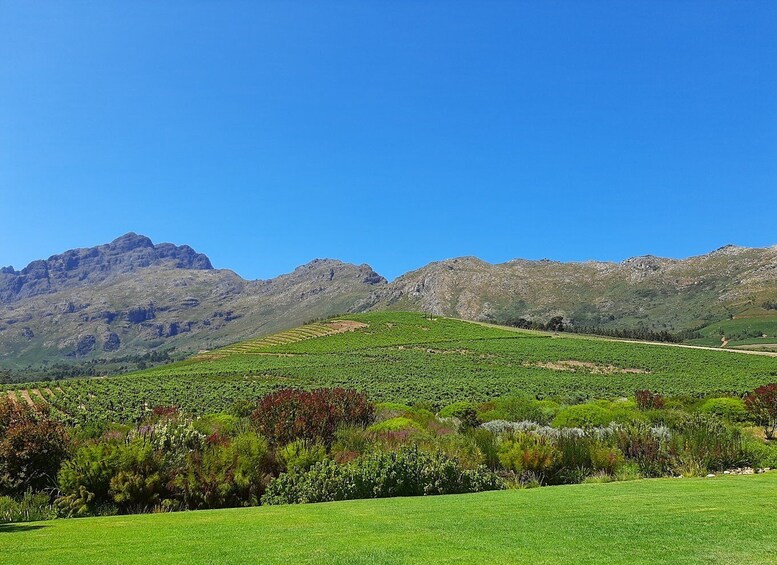 Picture 10 for Activity Stellenbosch: Half-Day Guided Nature Hike and Wine Tasting