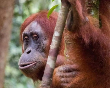 Orangutan Trip: Exploring Wildlife in the Jungle