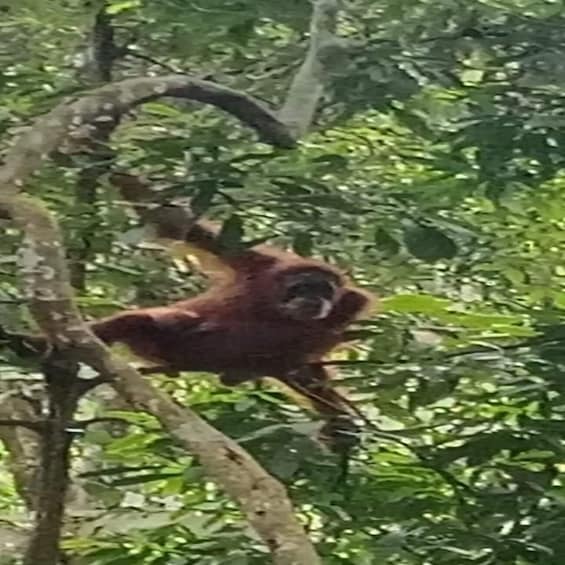 Picture 8 for Activity Orangutan Trip: Exploring Wildlife in the Jungle
