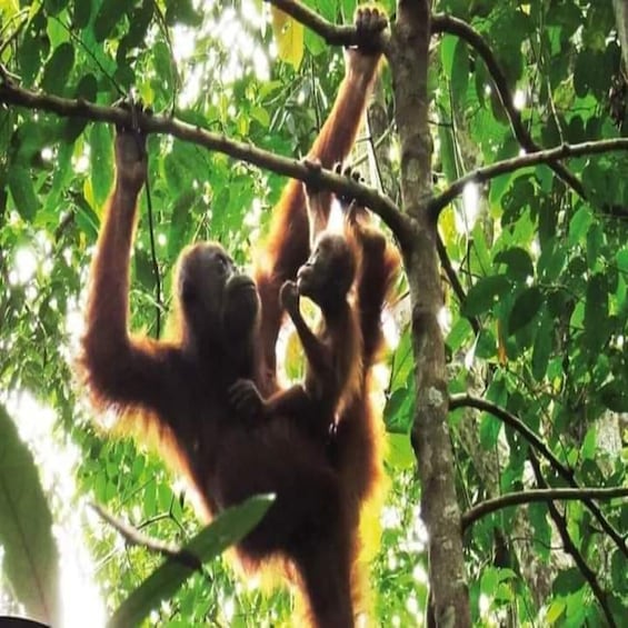 Picture 1 for Activity Orangutan Trip: Exploring Wildlife in the Jungle
