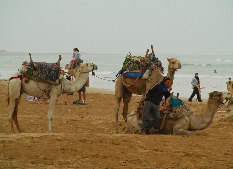 Picture 3 for Activity Marrakesh: Excursion Essaouira Day Trip