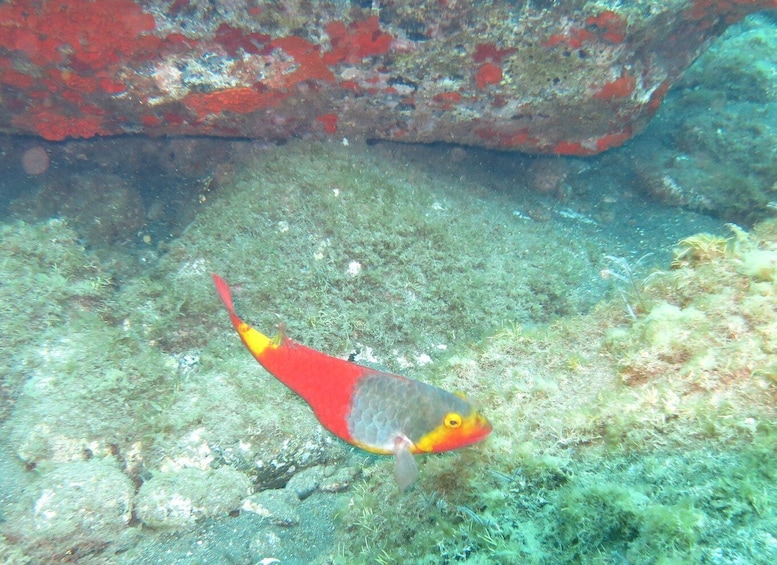 Picture 8 for Activity Funchal: Scuba Diving Experience for Beginners