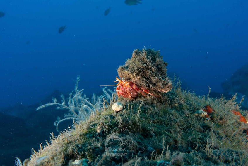 Picture 6 for Activity Funchal: Scuba Diving Experience for Beginners