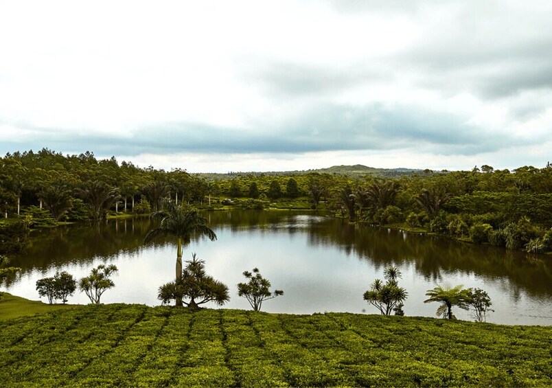 Picture 1 for Activity Tea Route - Dormant Volcano, Lakes, Tea Tasting & Lunch