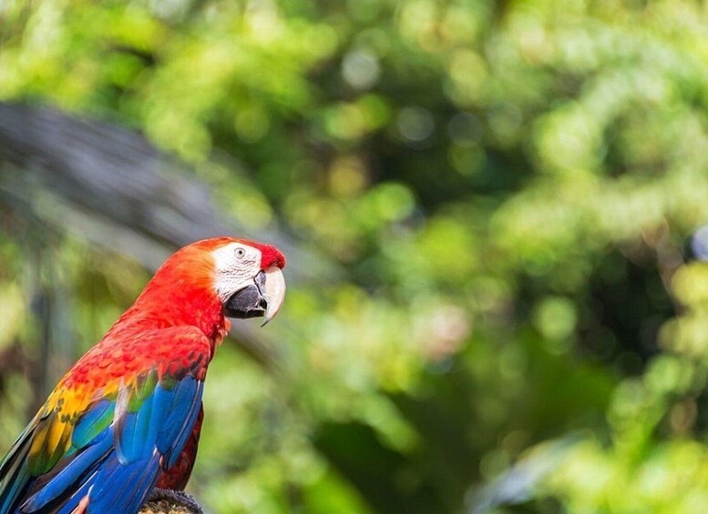 Picture 2 for Activity From Iquitos: Amazonas 2 Days 1 Night