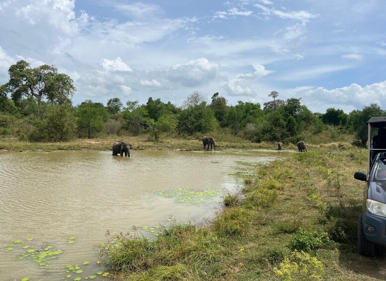 Picture 4 for Activity Udawalawe National Park Wildlife Safari from Hambantota