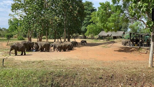 Safari de vida silvestre en el Parque Nacional Udawalawe desde Hambantota