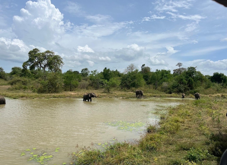 Picture 5 for Activity Udawalawe National Park Wildlife Safari from Hambantota