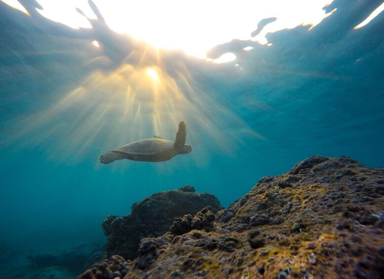 Picture 4 for Activity Mirissa: Snorkeling Experience with Turtles