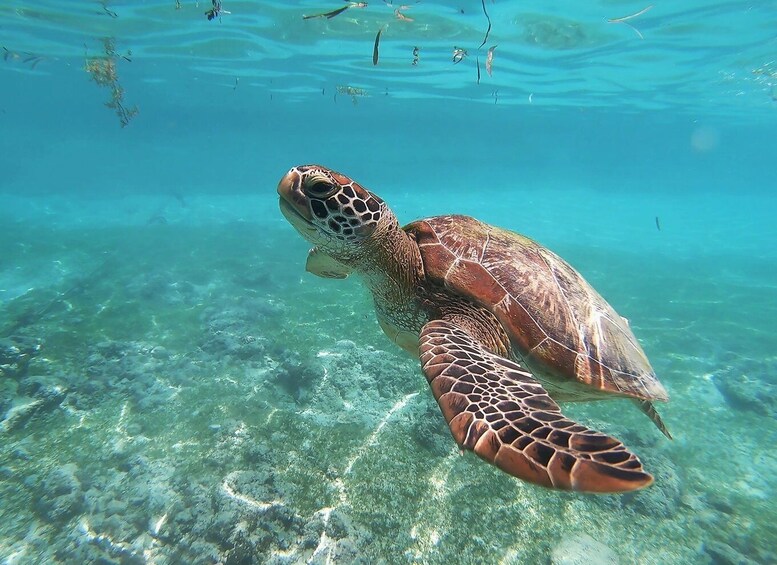 Picture 1 for Activity Mirissa: Snorkeling Experience with Turtles