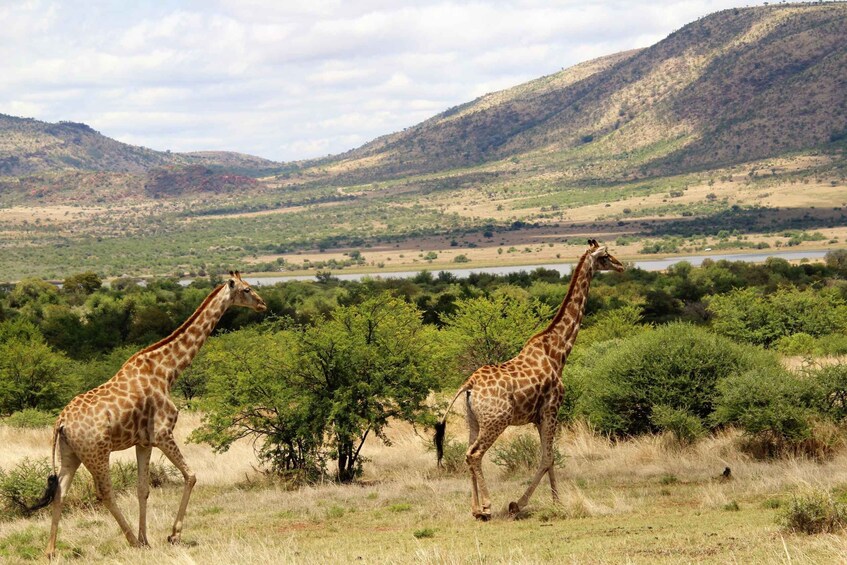 Picture 6 for Activity From Johannesburg: Pilanesberg Nature Reserve Game Safari