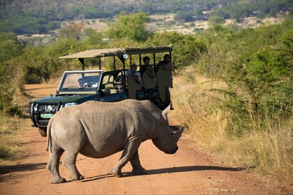 Depuis Johannesburg : Safari dans la réserve naturelle du Pilanesberg