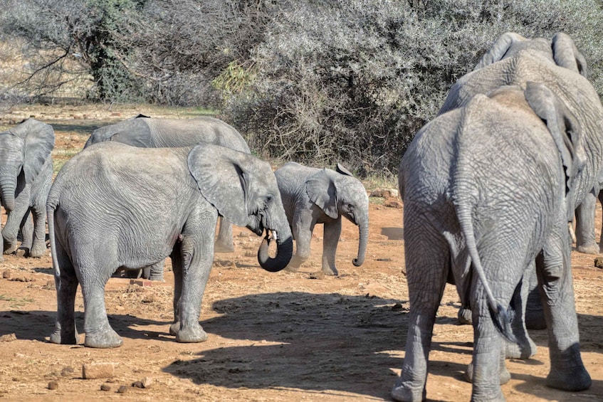 Picture 10 for Activity From Johannesburg: Pilanesberg Nature Reserve Game Safari