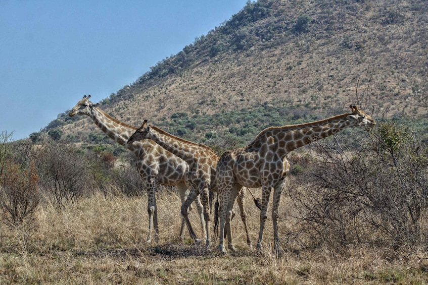 Picture 11 for Activity From Johannesburg: Pilanesberg Nature Reserve Game Safari